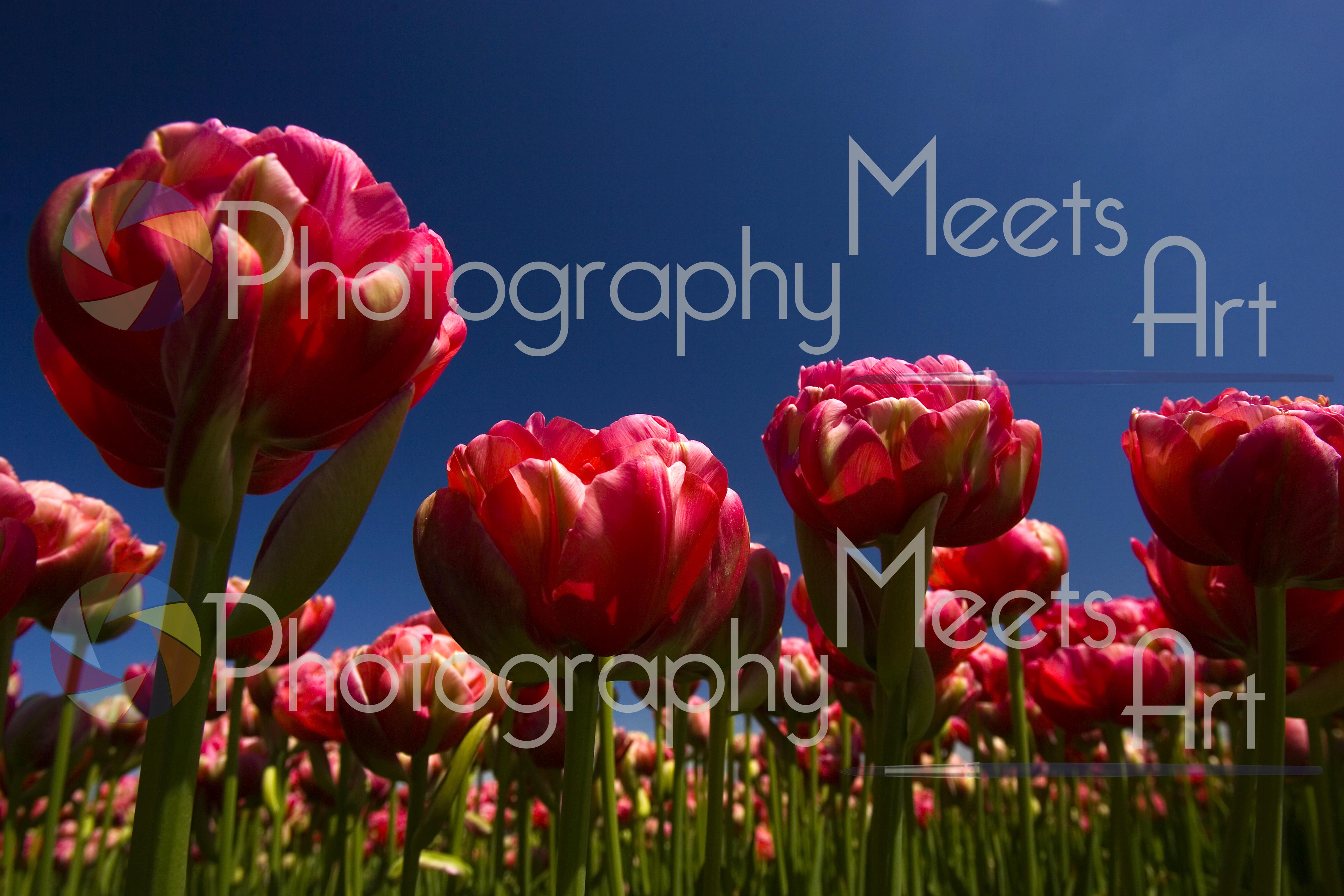 Tulpen 3